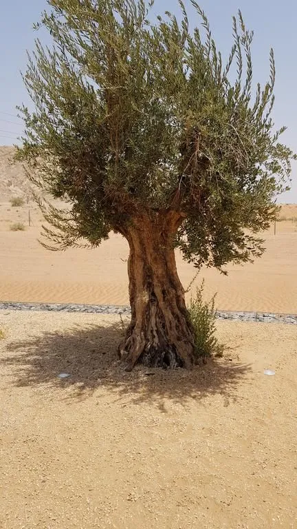 AL FAYA LODGE